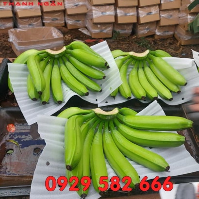 Xốp Pe Foam Đục Lỗ Lót Chuối Ở Đồng Nai